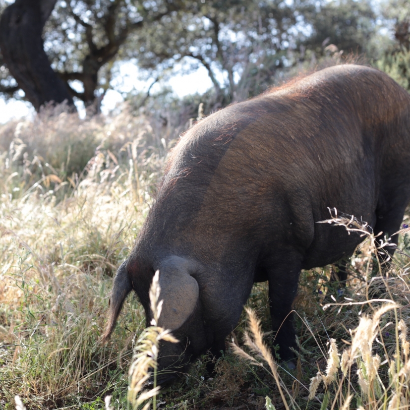 A pig grazes in a field of tall grass, with sunlight casting shadows across its body. The background features a large tree and more grassy vegetation.